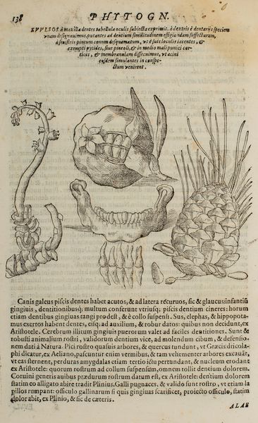 ,Della Porta, Giovanni Battista : Phytognomonica  - Asta Libri, Autografi e Stampe - Associazione Nazionale - Case d'Asta italiane