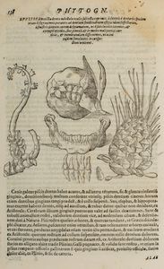 ,Della Porta, Giovanni Battista : Phytognomonica  - Asta Libri, Autografi e Stampe - Associazione Nazionale - Case d'Asta italiane