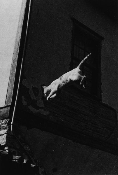 ,Ferdinando Scianna : Mario Soldati, La mamma dei gatti / Il gatto che salta, 1984  - Asta Fotografia: Under 1K - Associazione Nazionale - Case d'Asta italiane