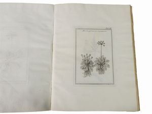 Fabio Colonna : Fabi Columnae Lyncei Phytobasanos cui accessit Vita Fabi et Lynceorum notitia  - Asta Libri Antichi e Libri d'Arte - Associazione Nazionale - Case d'Asta italiane