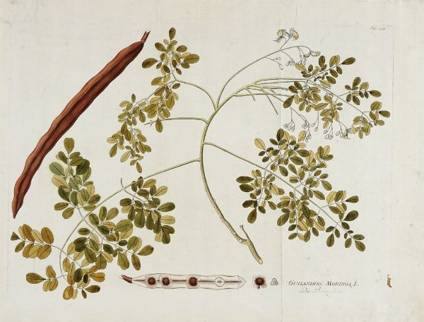 NIKOLAUS JOSEPH VON JACQUIN : Guilandina Moringa L (Moringa oleifera).  - Asta Stampe, disegni e dipinti antichi, moderni e contemporanei   - Associazione Nazionale - Case d'Asta italiane