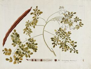 NIKOLAUS JOSEPH VON JACQUIN - Guilandina Moringa L (Moringa oleifera).