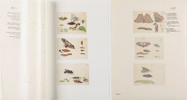 Maria Sibylla Merian : Schmetterlinge Kafer und andere Insekten  - Asta L'arte di riprodurre codici - Associazione Nazionale - Case d'Asta italiane