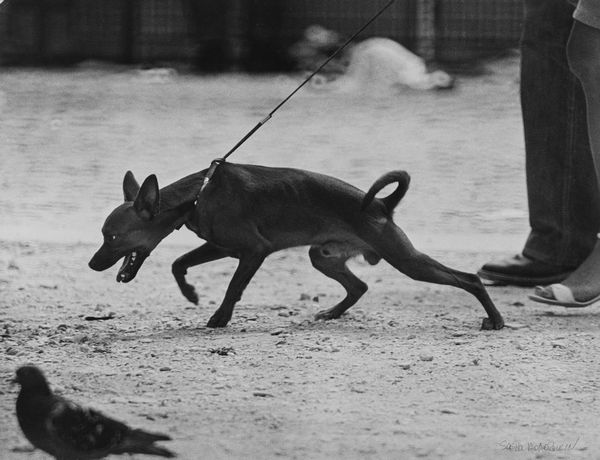 Sasha Borodulin : Dog's life, Paris  - Asta Fotografia: Under 1K - Associazione Nazionale - Case d'Asta italiane