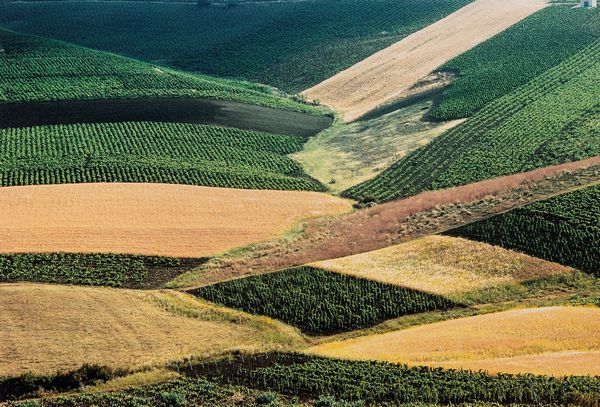 Franco Fontana : Sicilia  - Asta Fotografia: Under 1K - Associazione Nazionale - Case d'Asta italiane