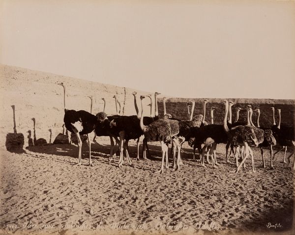 Félix Bonfils : Parc aux autruches de matareyeh ; Chadoufs pres des pyramides  - Asta Fotografia: Under 1K - Associazione Nazionale - Case d'Asta italiane