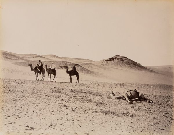 Félix Bonfils : Scne du desert, abanden d'un chameu mort ; Tropeau du Buffles se baignat dans le Nil  - Asta Fotografia: Under 1K - Associazione Nazionale - Case d'Asta italiane