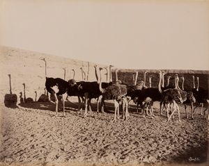 Félix Bonfils - Parc aux autruches de matareyeh ; Chadoufs pres des pyramides