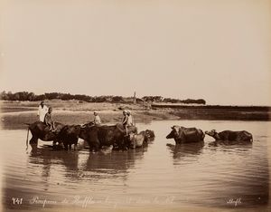 Félix Bonfils : Scne du desert, abanden d'un chameu mort ; Tropeau du Buffles se baignat dans le Nil  - Asta Fotografia: Under 1K - Associazione Nazionale - Case d'Asta italiane