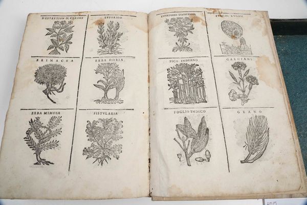 CASTORE DURANTE : Erbario Nuovo...In Venetia, appresso li Sessa, 1602<BR>Herbario novo di Castore Durante medico & cittadino romano : con figure che rappresentano le vive piante che nascono in tutta Europa & nell'Indie Orientali & Occidentali	<BR>  - Asta Libri Antichi e Rari. Incisioni - Associazione Nazionale - Case d'Asta italiane