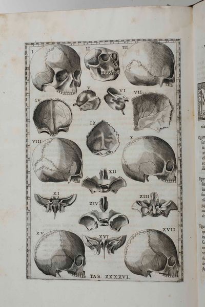 Bartolomeo Eustacchio Tabul anatomic clarissimi viri... Ex Officina Typographyca Francisci Gonzag in Via Iata, Roma, 1714  - Asta Libri Antichi e Rari. Incisioni - Associazione Nazionale - Case d'Asta italiane