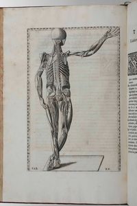 Bartolomeo Eustacchio Tabul anatomic clarissimi viri... Ex Officina Typographyca Francisci Gonzag in Via Iata, Roma, 1714  - Asta Libri Antichi e Rari. Incisioni - Associazione Nazionale - Case d'Asta italiane