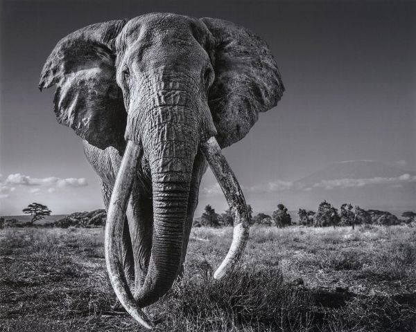 David Yarrow : Space for giants.  - Asta Arte antica, moderna e contemporanea - Associazione Nazionale - Case d'Asta italiane