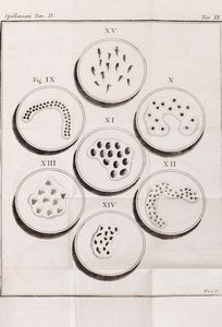 Spallanzani, Lazzaro : Fisica animale e vegetabile... esposta in Dissertazioni colla giunta di due Scritti sullo stesso argomento del celebre Sig. Bonnet  - Asta Libri, autografi e stampe - Associazione Nazionale - Case d'Asta italiane