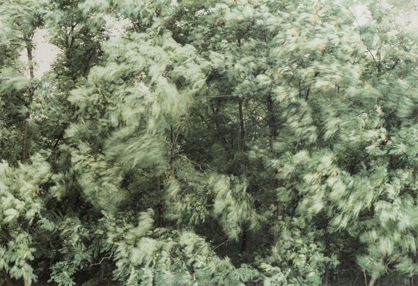 Paola De Pietri : Alberi con vento  - Asta Fotografia e multipli d'artista - Associazione Nazionale - Case d'Asta italiane