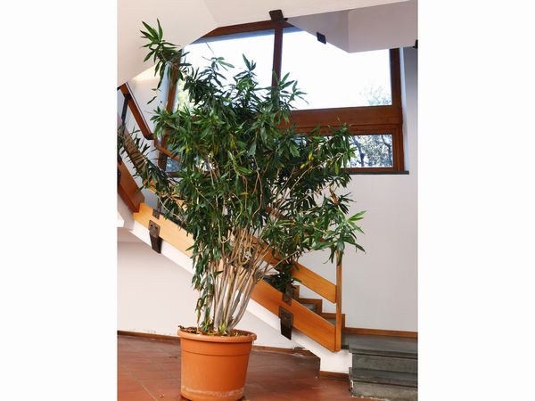 Grande pianta di Dracena  - Asta L'Arte di Arredare - Associazione Nazionale - Case d'Asta italiane