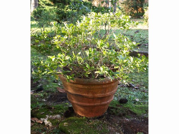 Grande pianta di gardenia entro vaso in terra di Galestro d'epoca  - Asta L'Arte di Arredare - Associazione Nazionale - Case d'Asta italiane