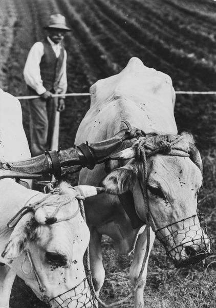 Riccardo Moncalvo : Buoi al lavoro  - Asta Fotografia: Under 1K - Associazione Nazionale - Case d'Asta italiane