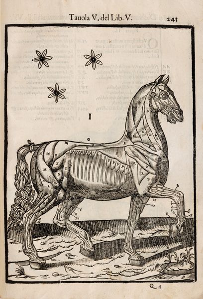 Ruini, Carlo : Anatomia del cavallo, infermit et suoi rimedii  - Asta Libri, Autografi e Stampe - Associazione Nazionale - Case d'Asta italiane