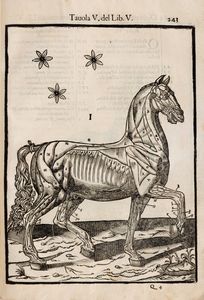 Ruini, Carlo : Anatomia del cavallo, infermit et suoi rimedii  - Asta Libri, Autografi e Stampe - Associazione Nazionale - Case d'Asta italiane