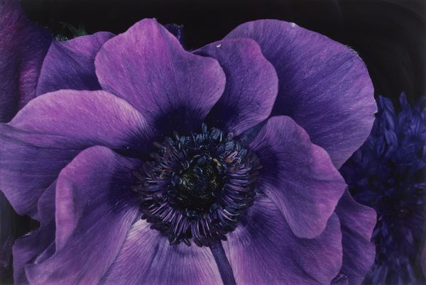 ARAKI NOBUYOSHI (n. 1940) : Flower rondeau.  - Asta Asta 413 | GRAFICA MODERNA, FOTOGRAFIA E MULTIPLI D'AUTORE Online - Associazione Nazionale - Case d'Asta italiane