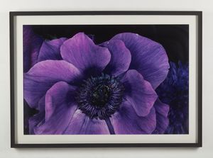 ARAKI NOBUYOSHI (n. 1940) : Flower rondeau.  - Asta Asta 413 | GRAFICA MODERNA, FOTOGRAFIA E MULTIPLI D'AUTORE Online - Associazione Nazionale - Case d'Asta italiane