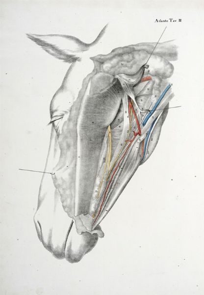 Anatomia chirurgica dei principali animali domestici.  - Asta Libri a stampa dal XVI al XX secolo | ASTA A TEMPO - PARTE II  - Associazione Nazionale - Case d'Asta italiane