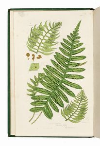 ANNE PRATT - The Ferns of Great Britain and Their Allies...