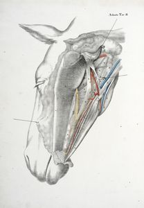 Anatomia chirurgica dei principali animali domestici.  - Asta Libri a stampa dal XVI al XX secolo | ASTA A TEMPO - PARTE II  - Associazione Nazionale - Case d'Asta italiane