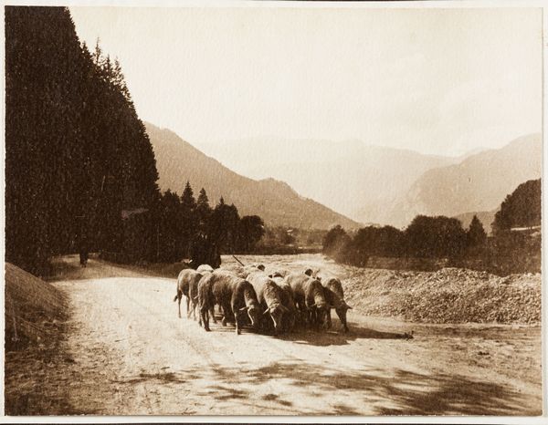 Domenico Riccardo Peretti Griva, Attribuito a : Senza titolo (Scena di pascolo alpino)  - Asta Fotografia - Associazione Nazionale - Case d'Asta italiane