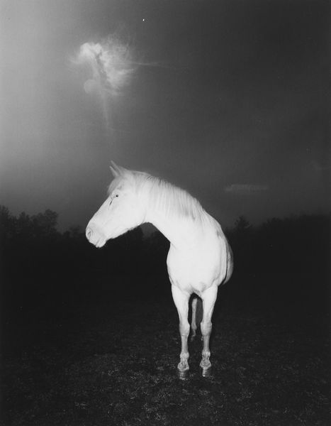 Doug Prince : White Horse in Fog  - Asta Fotografia - Associazione Nazionale - Case d'Asta italiane