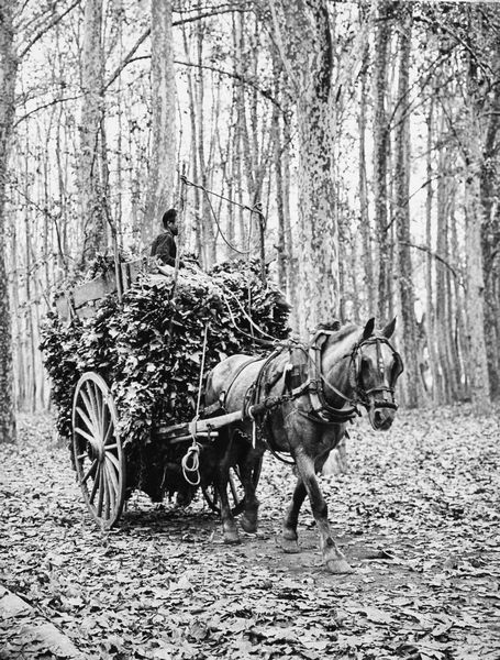 Jean Ribiére : Senza titolo  - Asta Fotografia - Associazione Nazionale - Case d'Asta italiane