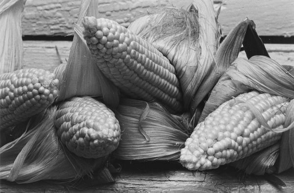 Louis Stettner : Corn  - Asta Fotografia - Associazione Nazionale - Case d'Asta italiane