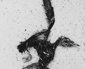 Frank Van Deren Coke - Dead bird in flight