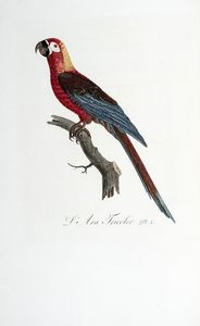 FRANOIS LEVAILLANT - Histoire naturelle des perroquets. Tome premier (-second).