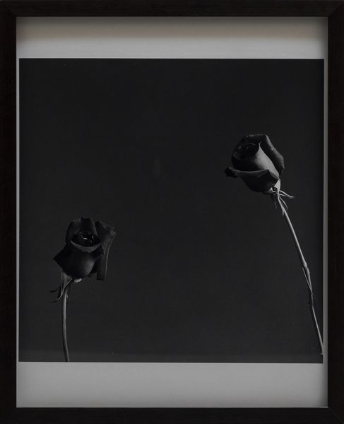 MAPPLETHORPE ROBERT (1946 - 1989) : Rose.  - Asta Asta 421 | ARTE MODERNA E CONTEMPORANEA Online - Associazione Nazionale - Case d'Asta italiane