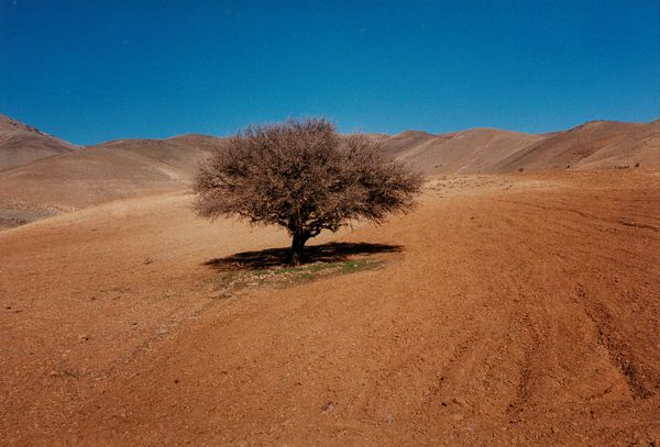 Abbas Kiarostami : Senza titolo  - Asta Fotografia - Associazione Nazionale - Case d'Asta italiane