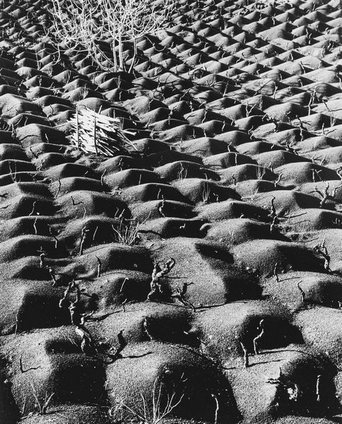 FULVIO ROITER : Coltivazione di vite sull'Etna  - Asta Fotografia - Associazione Nazionale - Case d'Asta italiane