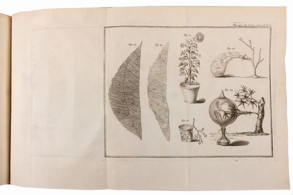 Henri Louis Duhamel du Monceau : La Physique des Arbres; où il est traité de l'Anatomie des Plantes et de l'Economie vegetale  - Asta Libri, Autografi e Stampe - Associazione Nazionale - Case d'Asta italiane