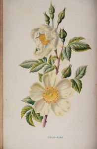 Edward Hulme : Familiar wild flowers  - Asta Libri, Autografi e Stampe - Associazione Nazionale - Case d'Asta italiane