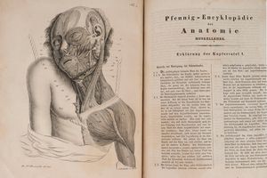 Theodor Richter - Pfenning-Encyklopadie de Anatomie oder bildliche Darstellung der gesammten meschlichen Anatomi nach Rosenmuller, Loder, Carl Bell, Gordon, Bock etc. Gestochen Von J. F. Schroter. Mit erklarendem texte von Dr. Th. Richter.