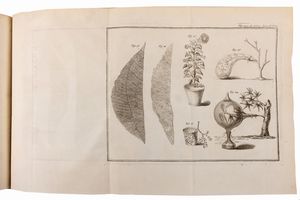 Henri Louis Duhamel du Monceau : La Physique des Arbres; où il est traité de l'Anatomie des Plantes et de l'Economie vegetale  - Asta Libri, Autografi e Stampe - Associazione Nazionale - Case d'Asta italiane