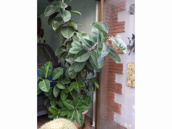 Pianta di ficus elastica  - Asta L'arte di arredare - Associazione Nazionale - Case d'Asta italiane