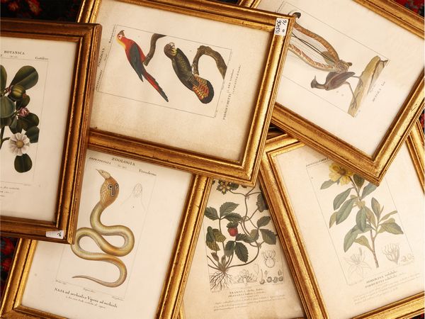 Zoologia - Botanica  - Asta L'arte di arredare - Associazione Nazionale - Case d'Asta italiane