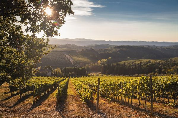 Tenuta Tignanello dei Marchesi Antinori - San Casciano in Val di Pesa (FI)  - Asta PANDOLFINI PER AMICI DI URI - ASTA BENEFICA PER SOSTENERE LA RICERCA SCIENTIFICA UROLOGICA - Associazione Nazionale - Case d'Asta italiane