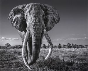 David Yarrow - Space for giants.