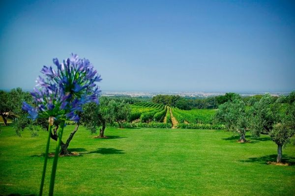 TENUTA DI BISERNO  - Asta ASTA A TEMPO | AIRC - Associazione Nazionale - Case d'Asta italiane