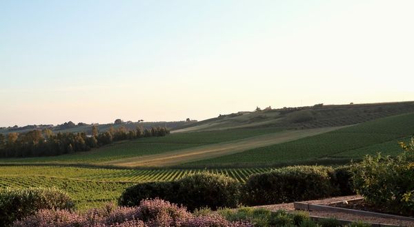 PLANETA SICILIA CASA PANITTERI - Ulmo Sambuca di Sicilia (Agrigento)  - Asta ASTA A TEMPO | AIRC - Associazione Nazionale - Case d'Asta italiane