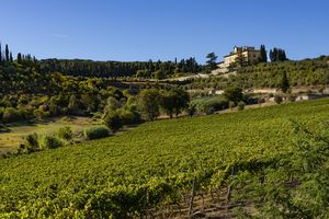 FATTORIA DI TORRE A CONA  - Asta ASTA A TEMPO | AIRC - Associazione Nazionale - Case d'Asta italiane