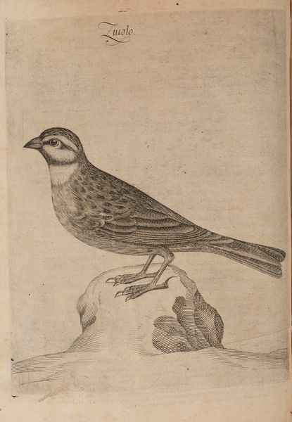 Giovan Pietro Olina : Uccelliera overo discorso della natura e propriet di diversi uccelli e in particolare di que' che cantano con il modo di prendergli, conoscergli, allevargli, e manrenergli. E con le figure cavate dal vero, e diligentemente intagliate in rame dal Tempesta e da Villamena.  - Asta Libri, Autografi e Stampe - Associazione Nazionale - Case d'Asta italiane